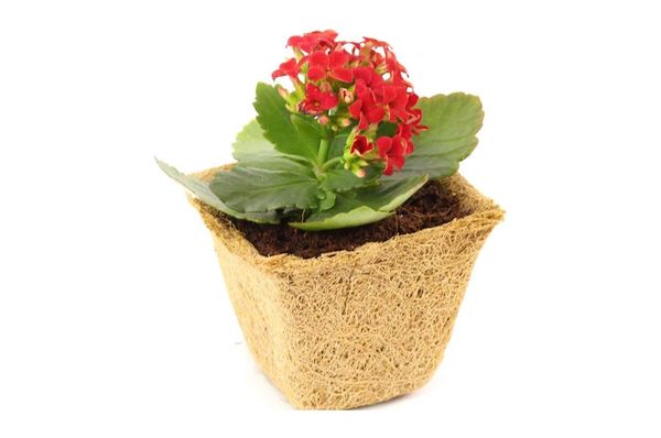 Coco Fiber Pots